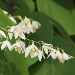 Styrax obassia Agnieszka Kwiecień, Nova, CC BY-SA 4.0, via Wikimedia Commons