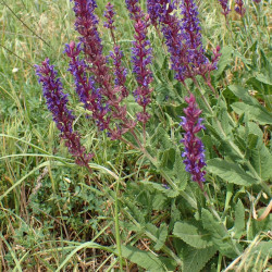 Salvia nemorosa de Krzysztof Ziarnek, Kenraiz, CC BY-SA 4.0, via Wikimedia Commons