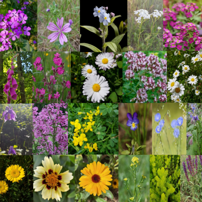 Mélange "ombres fleuris" Semences du Puy - Photos via Wikimédia Commons