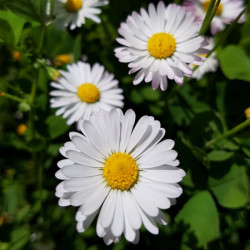 Bellis perennis Semences du Puy