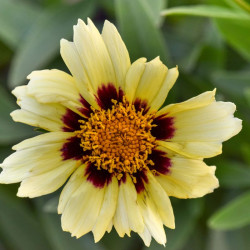 Coreopsis tinctoria PumpkinSky, CC BY-SA 4.0, via Wikimedia Commons