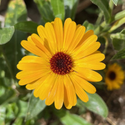 Calendula officinalis - Semences du Puy