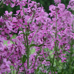 Hesperis Matronalis de Berean Hunter, CC BY-SA 3.0, via Wikimedia Commons