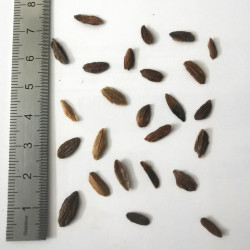 Graines de Syringa amurensis - Semences du Puy