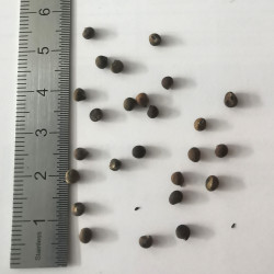 Graines d'Hibiscus moscheutos - Semences du Puy