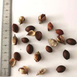 Graines de Styrax obassia - Semences du Puy