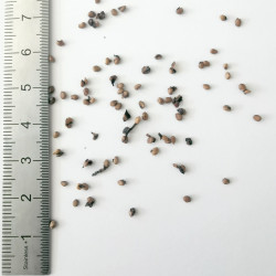 Graines de Morus rubra - Semences du Puy