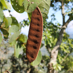 Bauhinia vahlii de Krish Dulal, CC BY-SA 3.0, via Wikimedia Commons