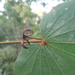 Bauhinia vahlii de SMarndi, CC BY-SA 4.0, via Wikimedia Commons