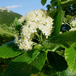 Sorbus aria par Sparrer77 de Wikimedia commons