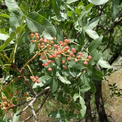 Pistacia atlantica de Krzysztof Ziarnek, Kenraiz, CC BY-SA 4.0, via Wikimedia Commons
