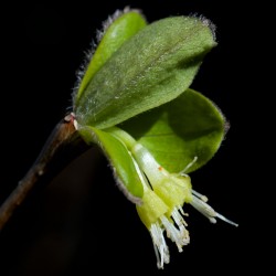 Dirca palustris de Eric Hunt, CC BY-SA 4.0, via Wikimedia Commons