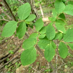 Dirca palustris de Richtid, CC BY-SA 3.0, via Wikimedia Commons