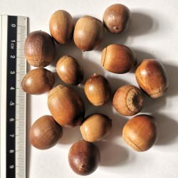 Graines / glands de Quercus acutissima - Semences du Puy
