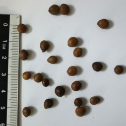 Graines de Pistacia atlantica - Semences du Puy