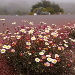 Erigeron karvinskianus B.navez, CC BY-SA 3.0, via Wikimedia Commons