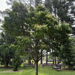 Syringa reticulata de Cossey25, CC BY-SA 4.0, via Wikimedia Commons