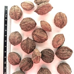 Graines de Carya aquatica - Semences du Puy
