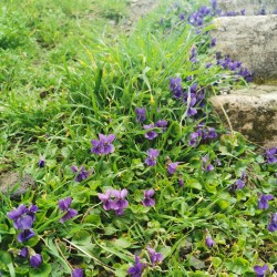 Viola odorata - Semences du Puy