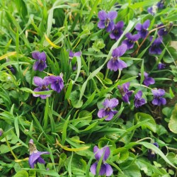 Viola odorata - Semences du Puy