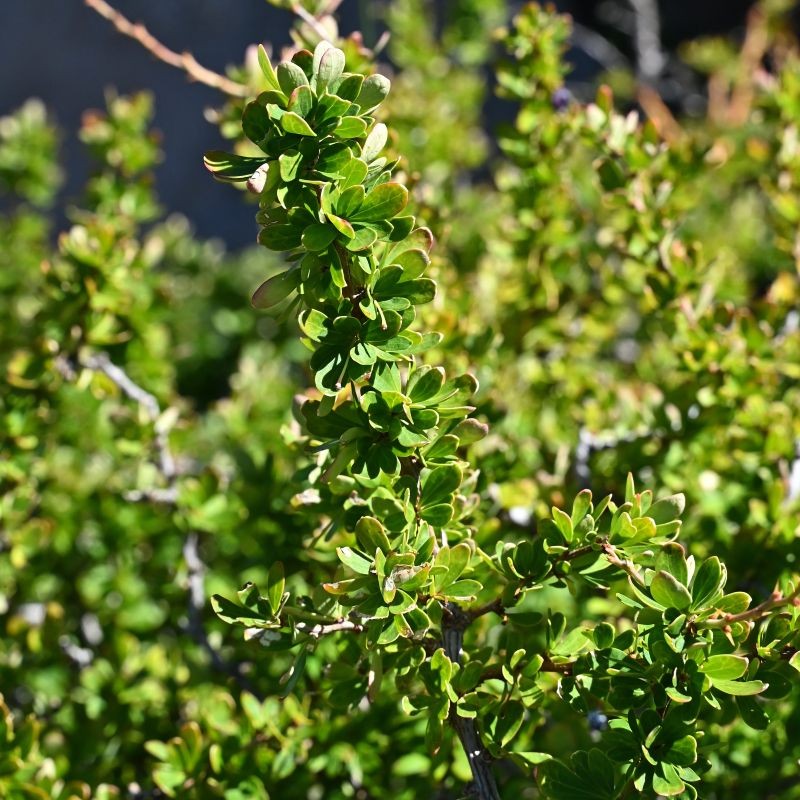 Berberis microphylla de Krzysztof Ziarnek, Kenraiz, CC BY 4.0, via Wikimedia Commons