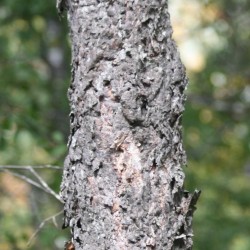 Nothofagus glauca de Diucón, CC BY-SA 3.0 via Wikimedia Commons