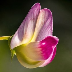 Lathyrus odoratus, Reinhold Möller, CC BY-SA 4.0, via Wikimedia Commons