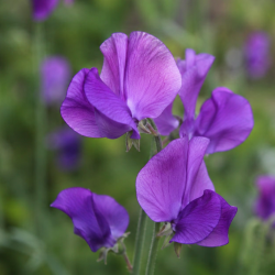 Lathyrus odoratus, Les Semences du Puy