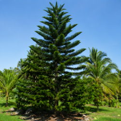 Araucaria heterophylla, Les Semences du Puy