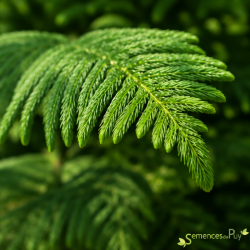 Araucaria heterophylla, Les Semences du Puy