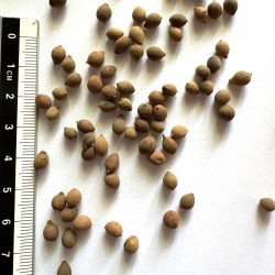 Graines de Tilia amurensis - Semences du Puy