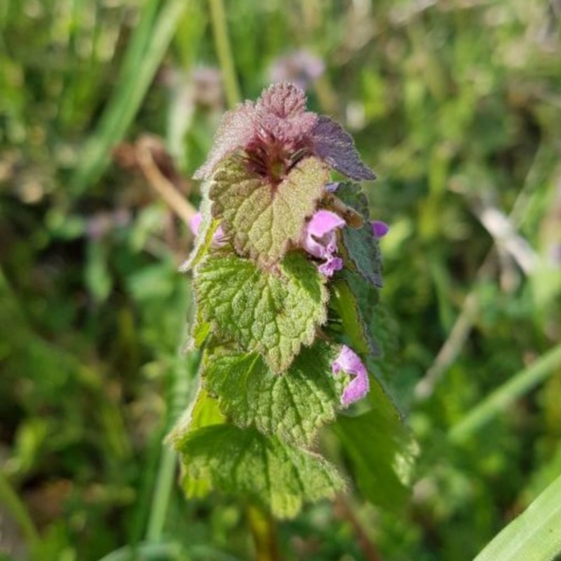 Lamium purpureum - Semences du Puy