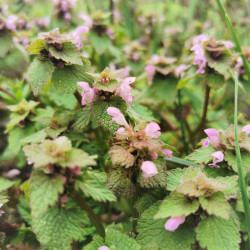 Lamium purpureum - Semences du Puy