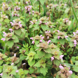 Lamium purpureum - Semences du Puy