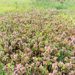 Lamium purpureum - Semences du Puy