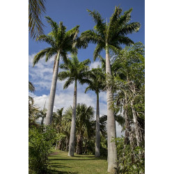 Graines de palmiers & plantes exotiques vente en ligne | Semences du Puy